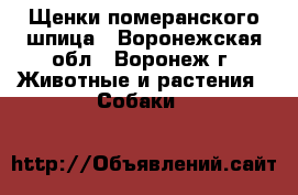 Щенки померанского шпица - Воронежская обл., Воронеж г. Животные и растения » Собаки   